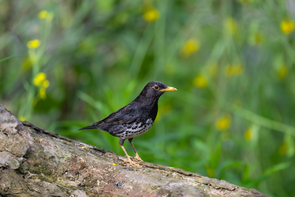 Japanese Thrush - ML617820185