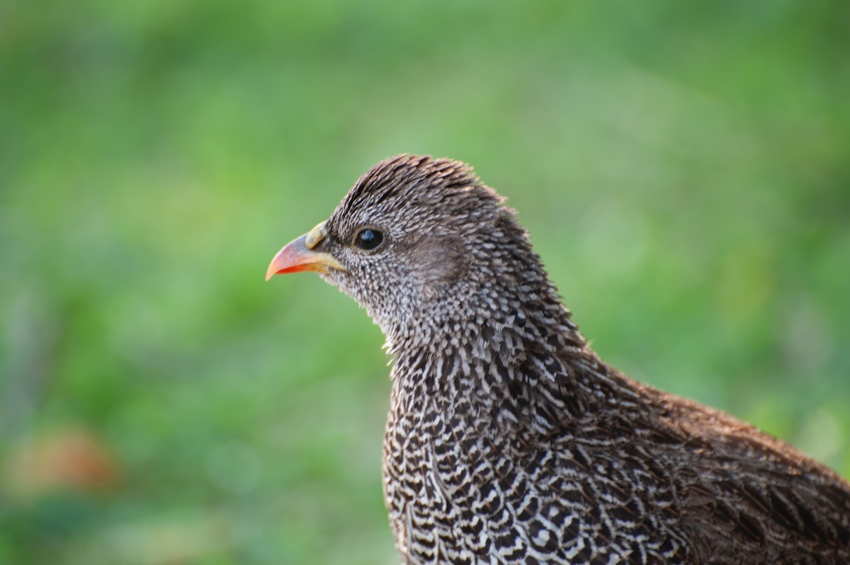 Natal Spurfowl - Warren Schultze