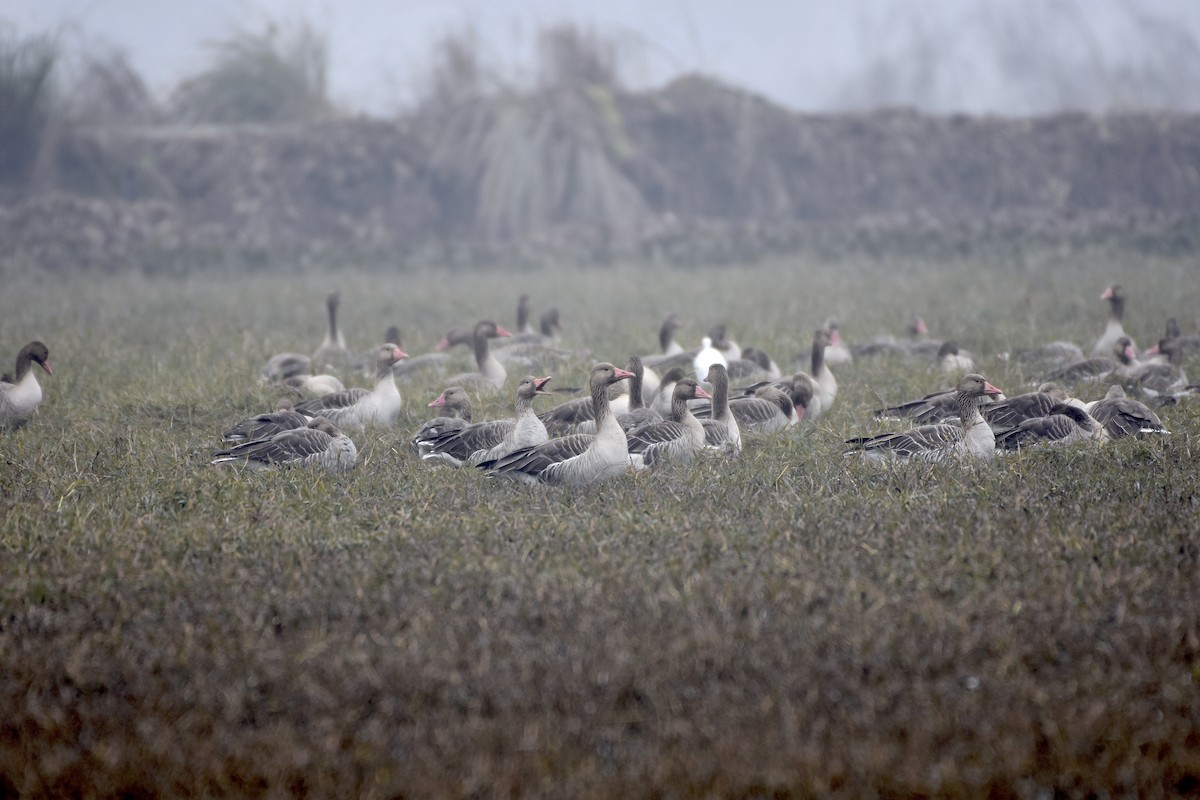 Graylag Goose - ML617820287