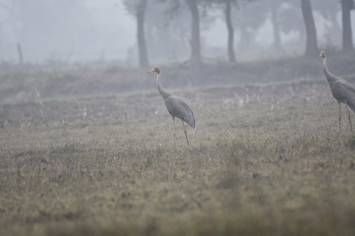 Sarus Crane - ML617820290