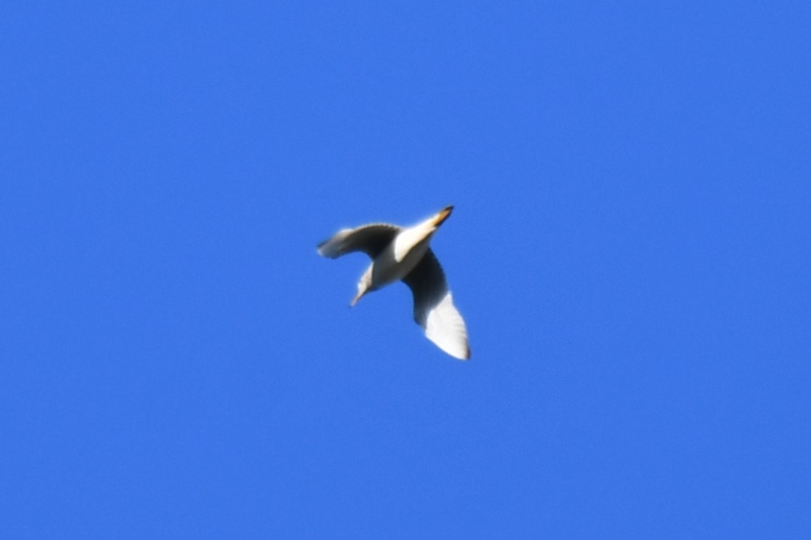 Делавэрская чайка - ML617820304