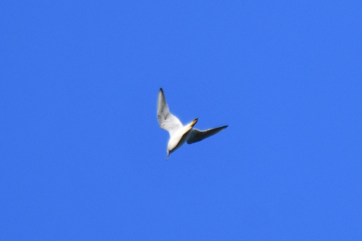 Ring-billed Gull - ML617820305