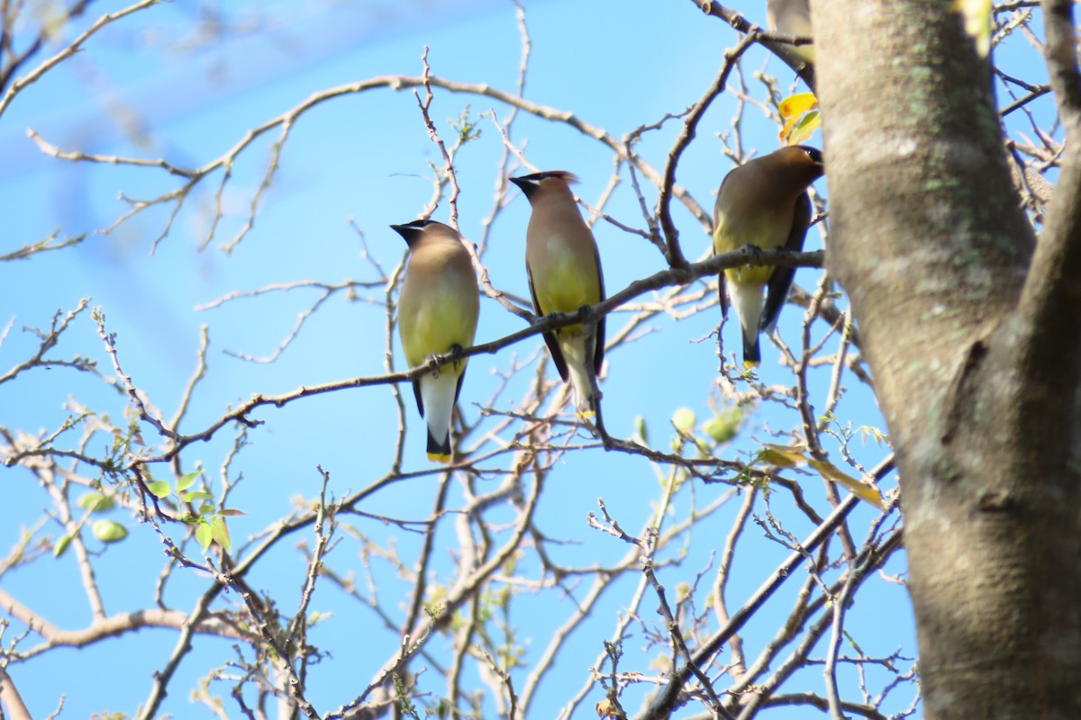 Cedar Waxwing - ML617820345