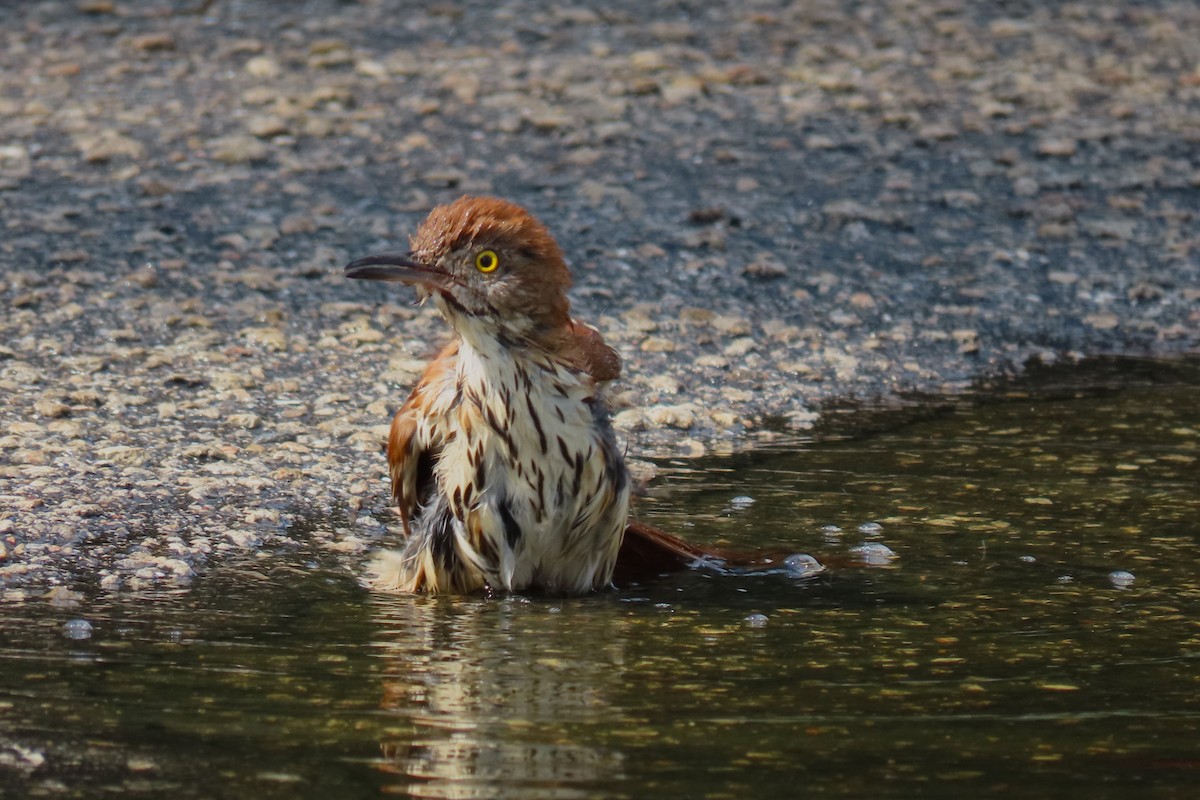 Brown Thrasher - ML617820381