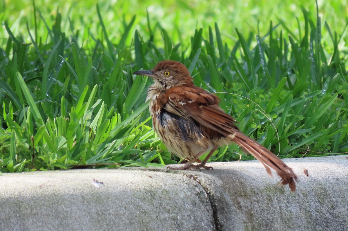 Brown Thrasher - ML617820382