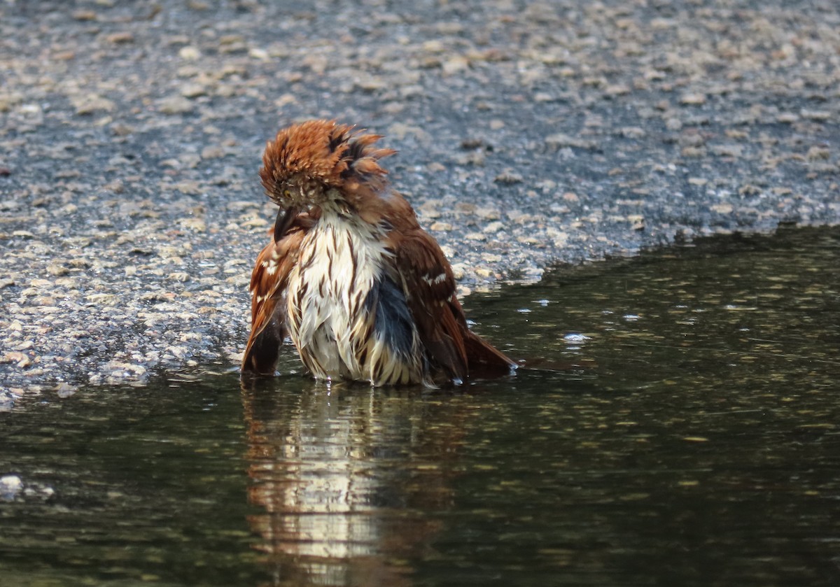 Brown Thrasher - ML617820383