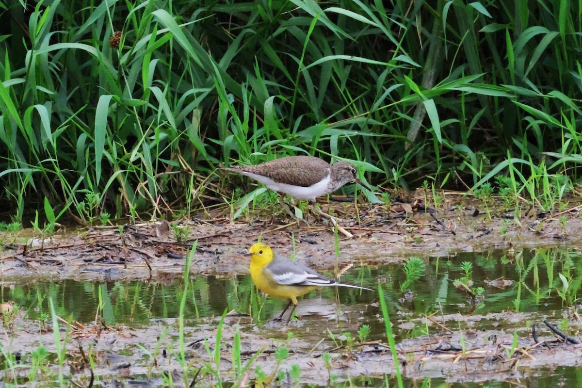 Common Sandpiper - ML617820484