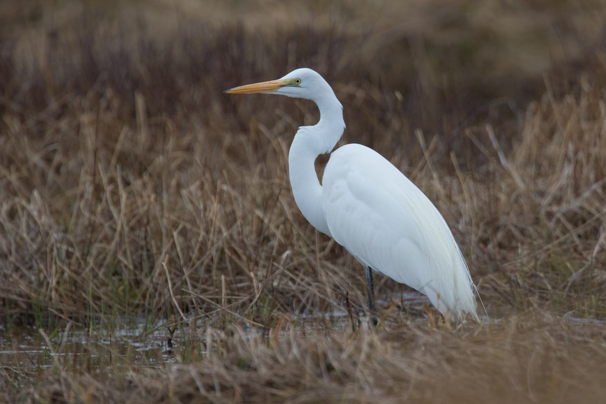 Great Egret - Detcheverry Joël