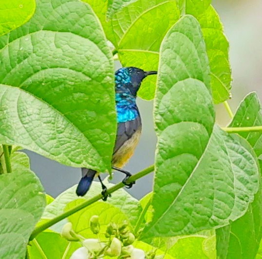 Variable Sunbird - Maciej  Kotlarski