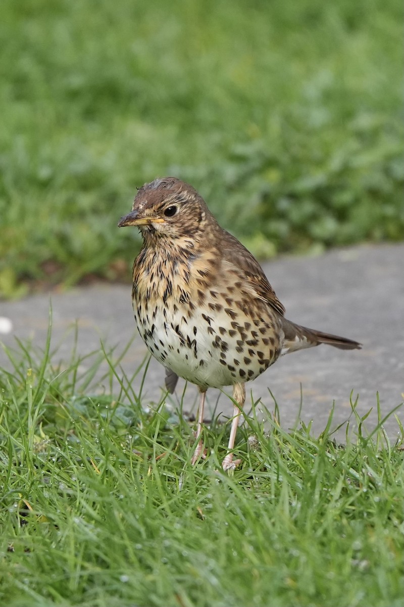 Song Thrush - ML617820541