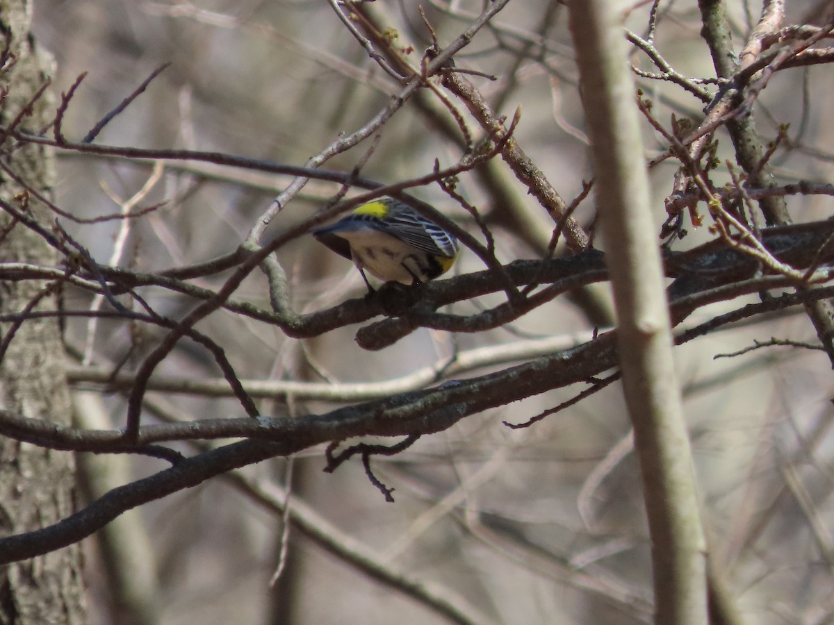 Yellow-rumped Warbler - Debra Ferguson