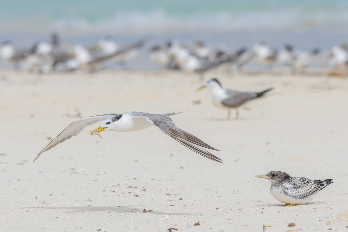 Great Crested Tern - ML617820580