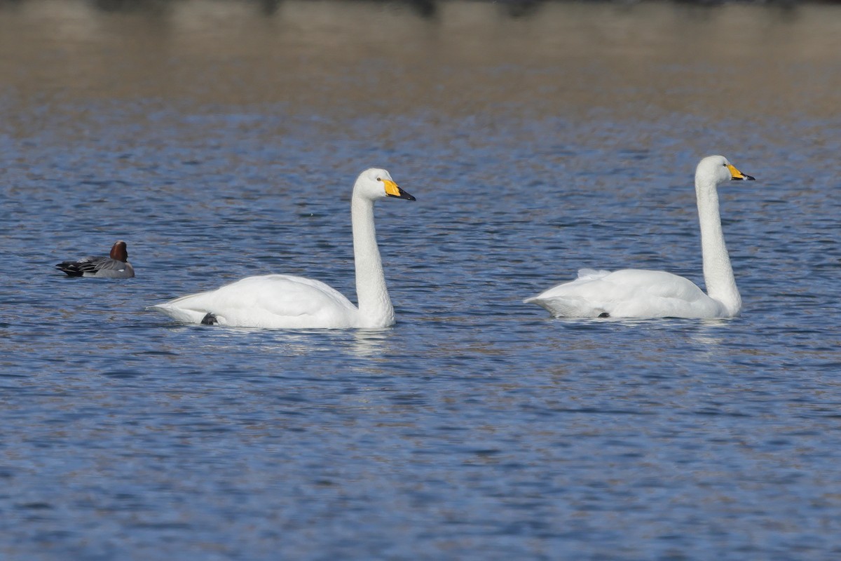 Whooper Swan - ML617820626