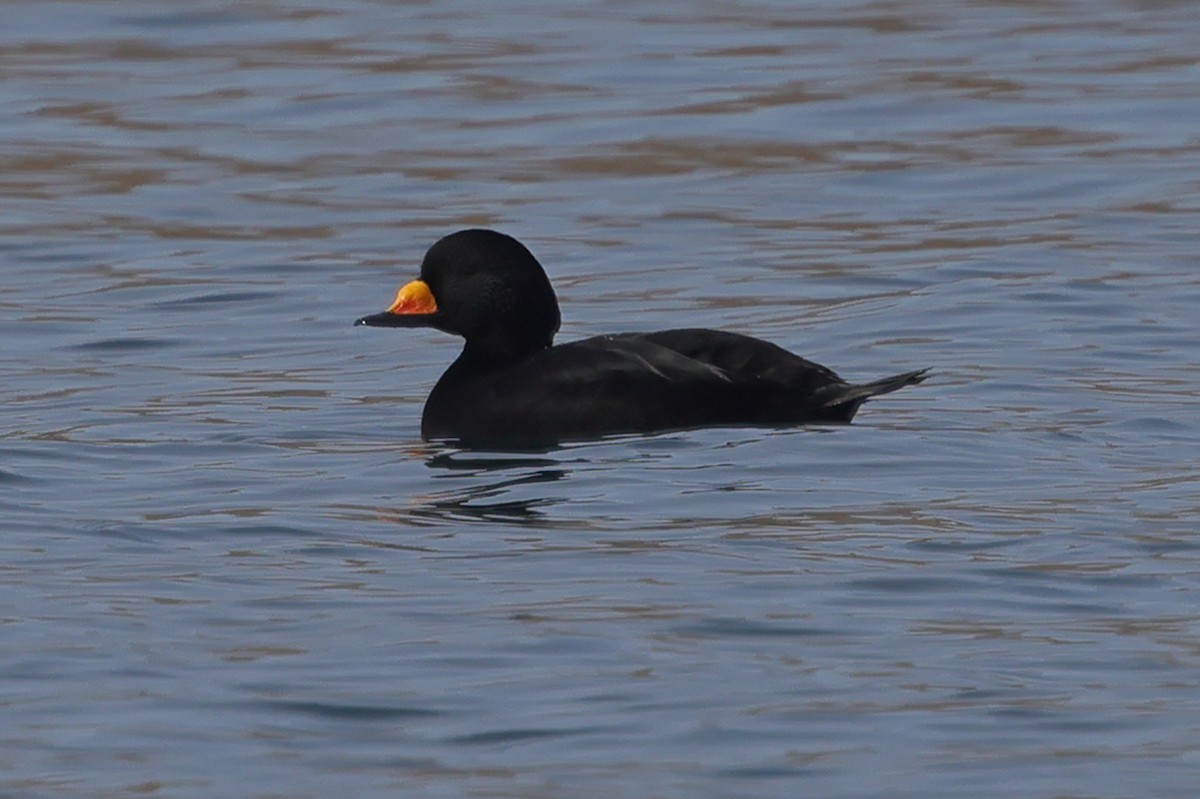 Black Scoter - ML617820632