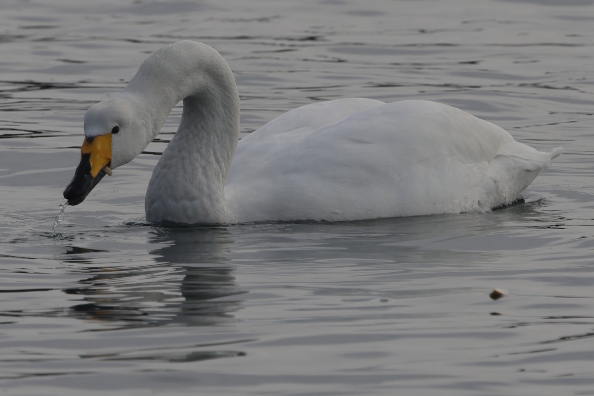 Whooper Swan - ML617820633