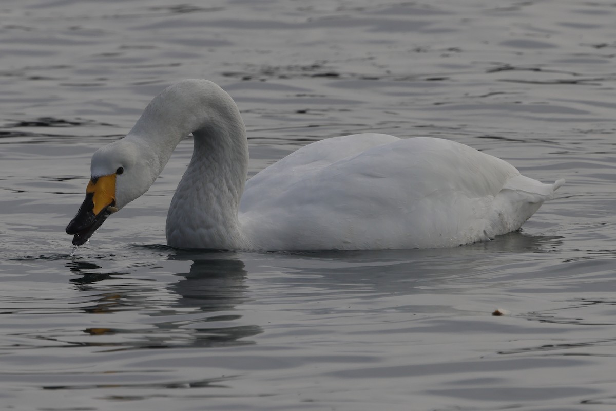 Whooper Swan - ML617820634