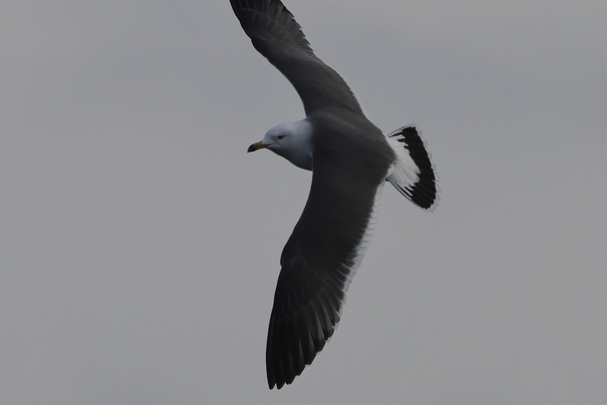 Black-tailed Gull - ML617820635