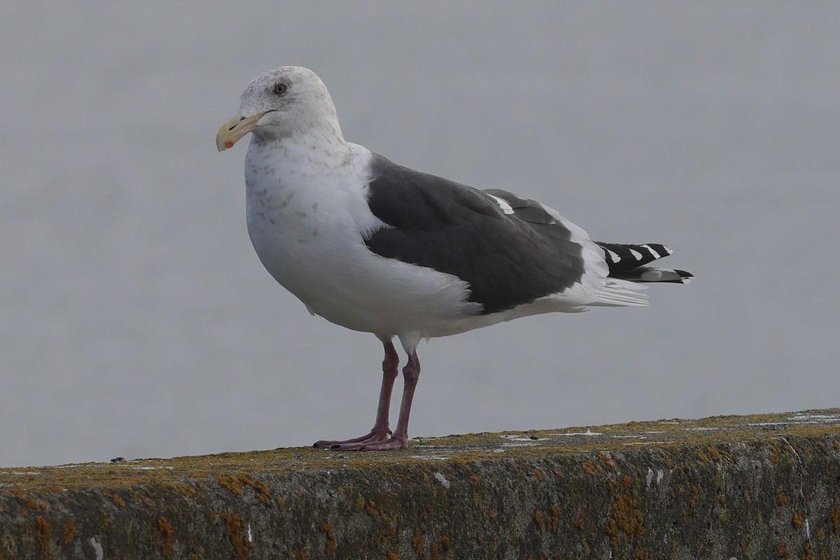 Slaty-backed Gull - ML617820659