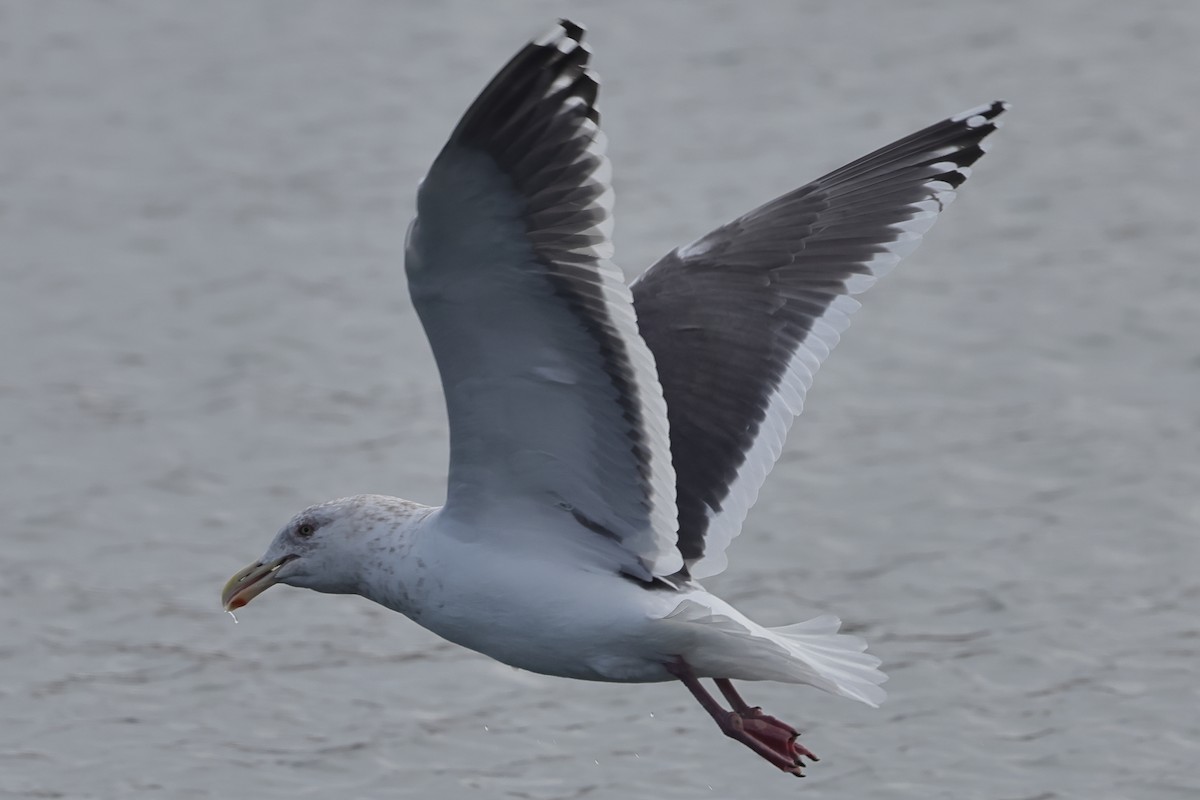 Slaty-backed Gull - ML617820667