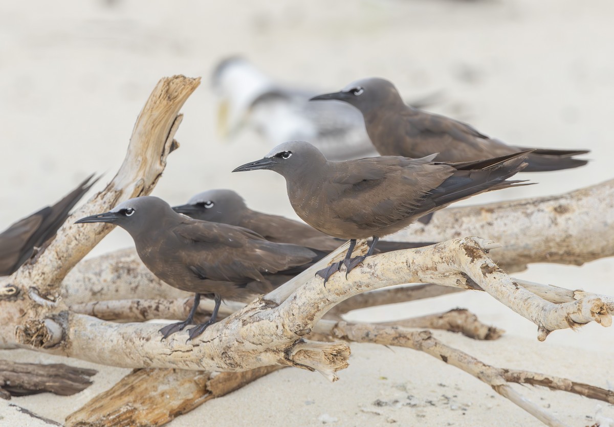 Brown Noddy - ML617820668