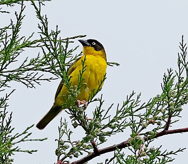 Baglafecht Weaver - Maciej  Kotlarski