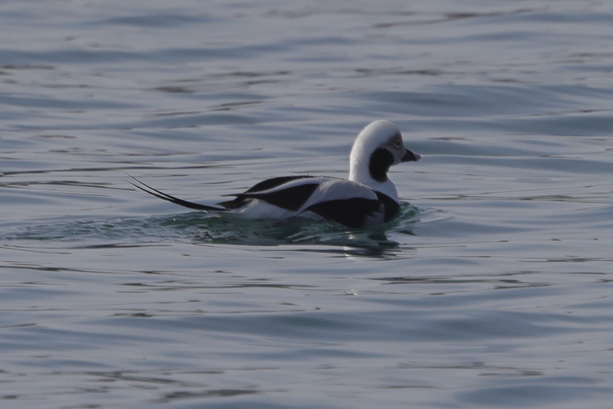 Long-tailed Duck - Fabio Olmos