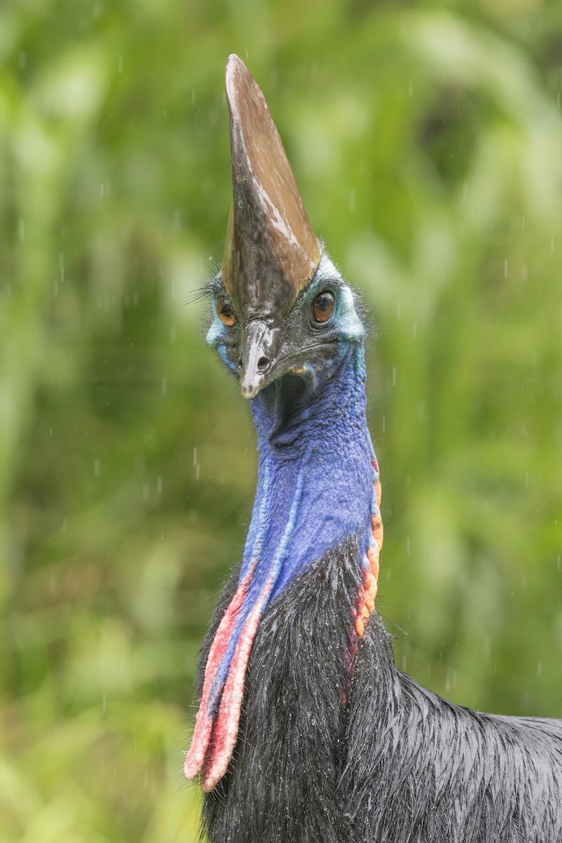 Southern Cassowary - ML617820707