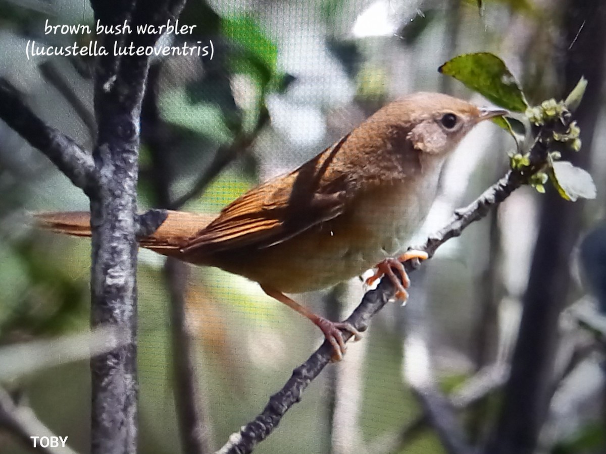 Brown Bush Warbler - ML617820740