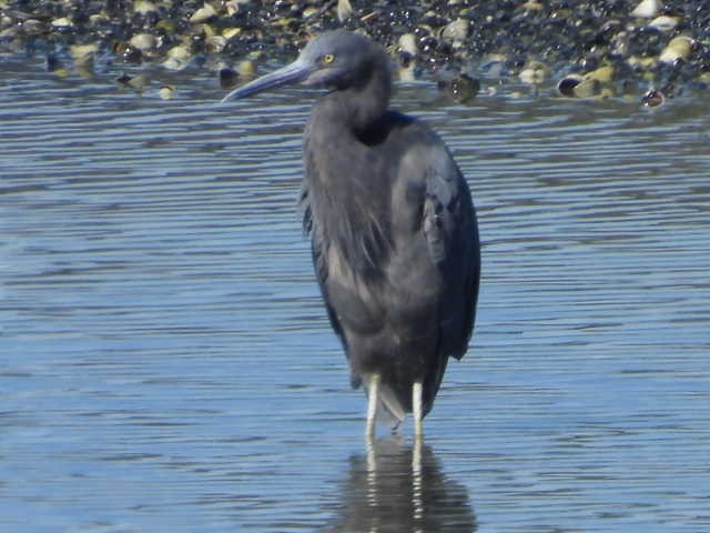 Pacific Reef-Heron - ML617820768