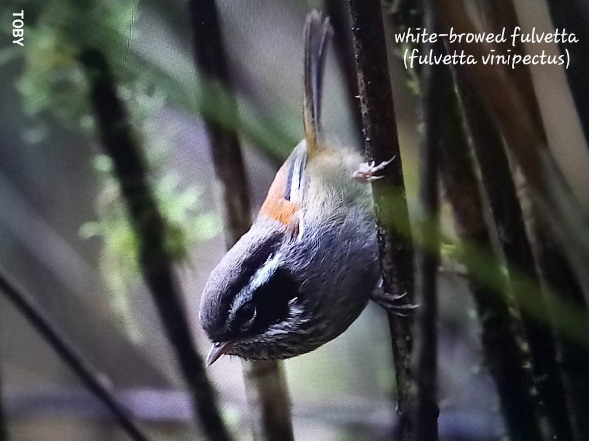 White-browed Fulvetta - Trung Buithanh