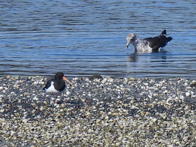 South Island Oystercatcher - Stew Stewart