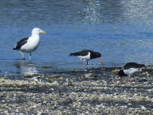 South Island Oystercatcher - ML617820791