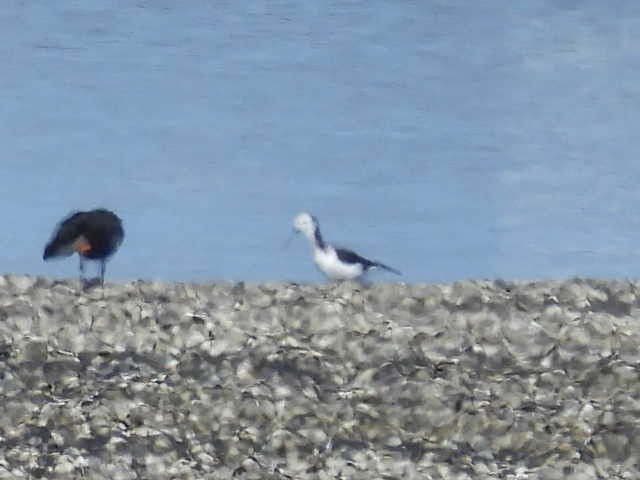 Pied Stilt - Stew Stewart