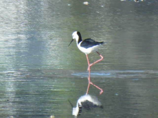 Pied Stilt - ML617820802