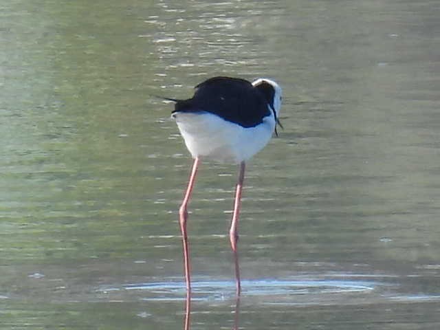 Pied Stilt - Stew Stewart