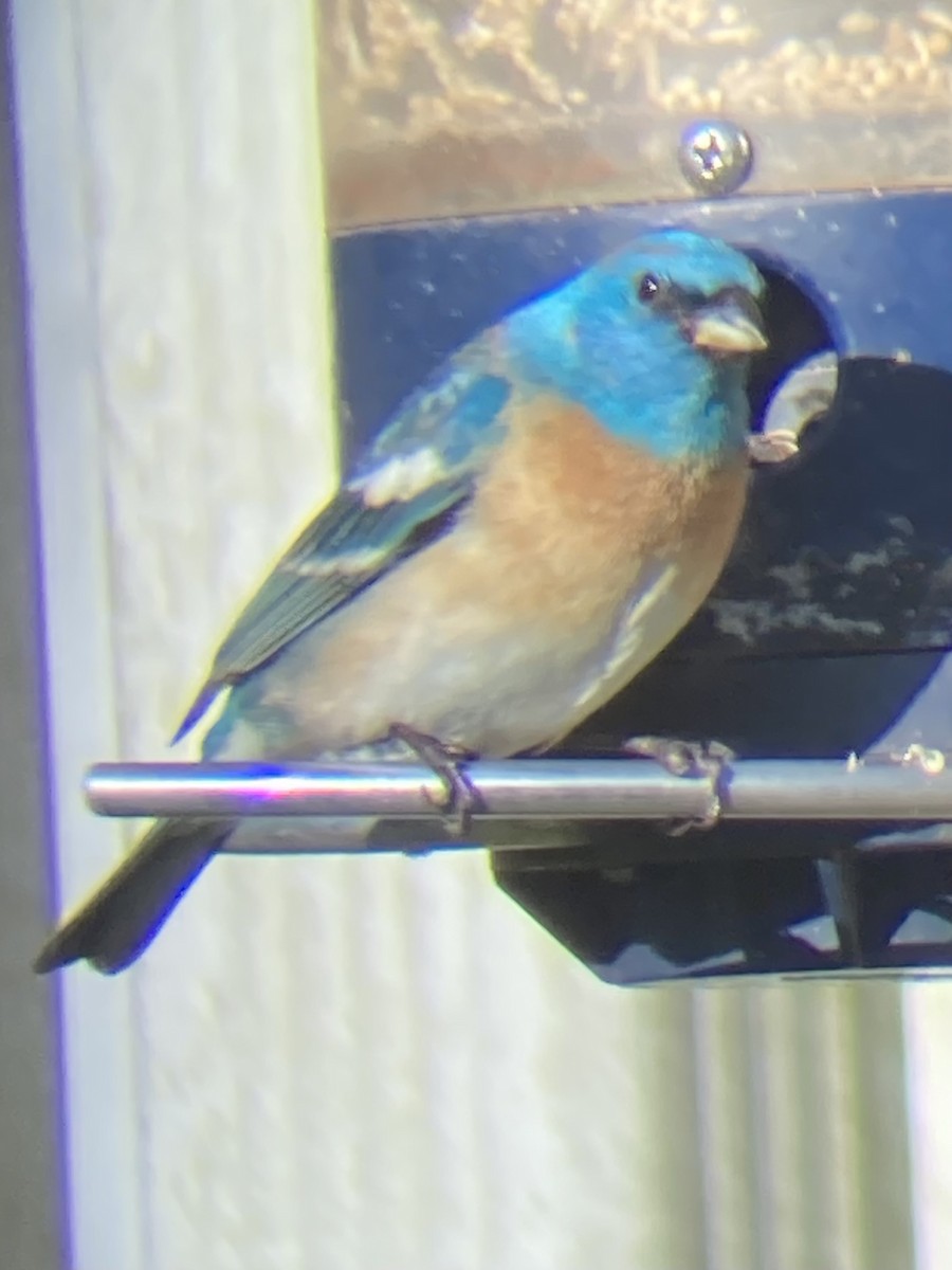 Lazuli Bunting - ML617820821