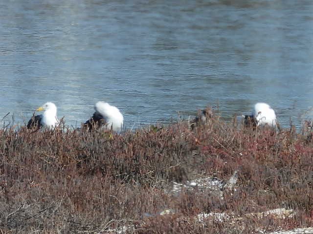 Gaviota Cocinera - ML617820850