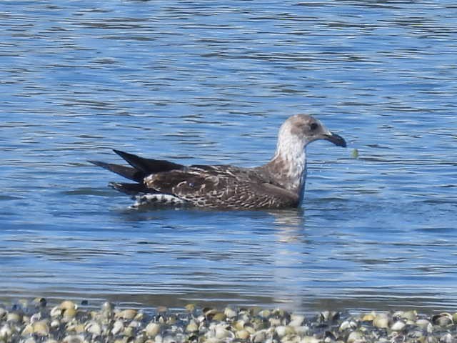 Kelp Gull - ML617820852