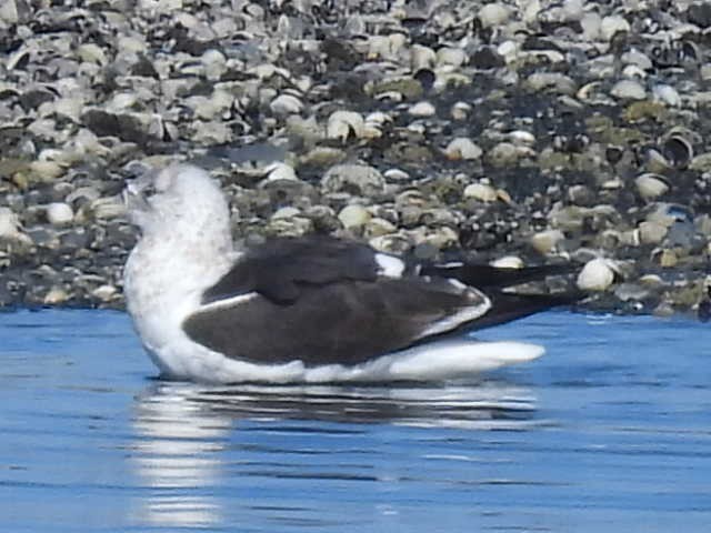 Kelp Gull - ML617820853