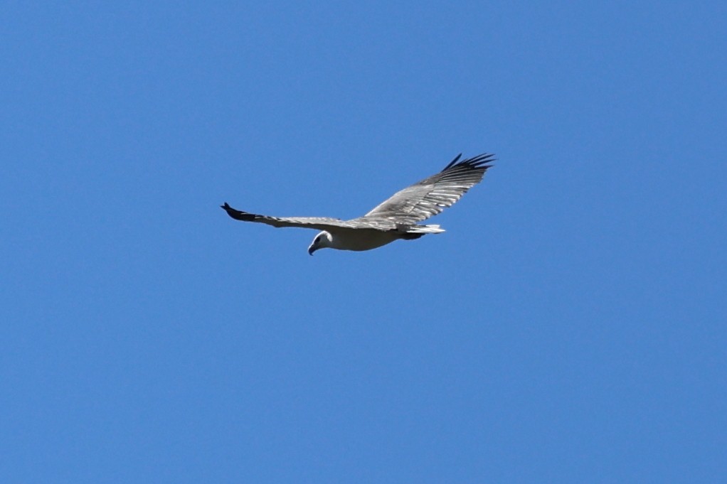 White-bellied Sea-Eagle - ML617820861