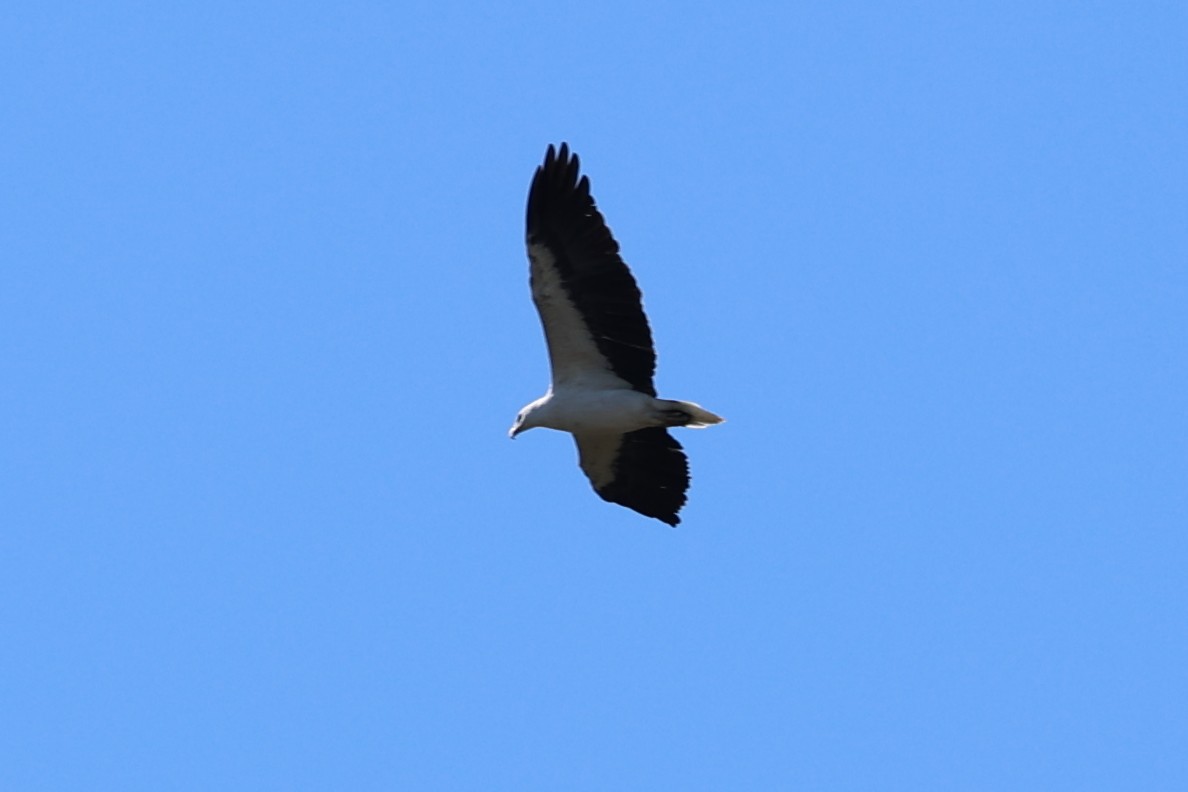 White-bellied Sea-Eagle - ML617820862