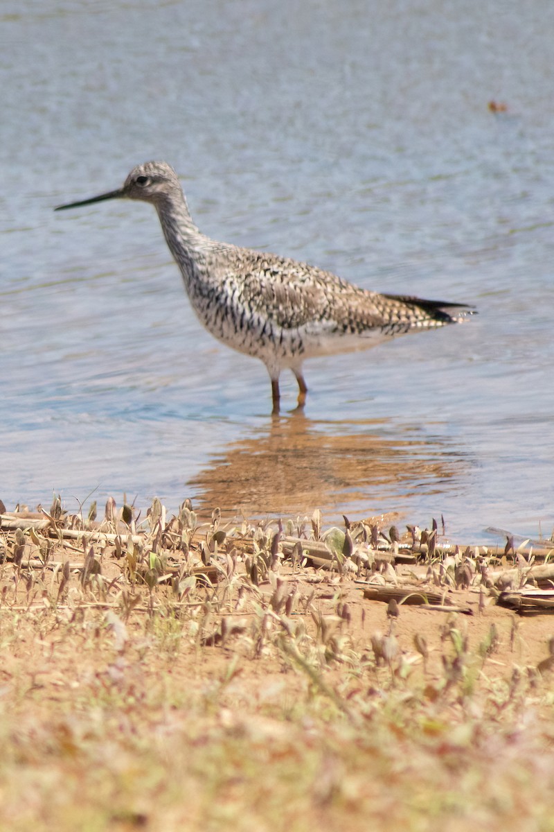 Greater Yellowlegs - ML617820870