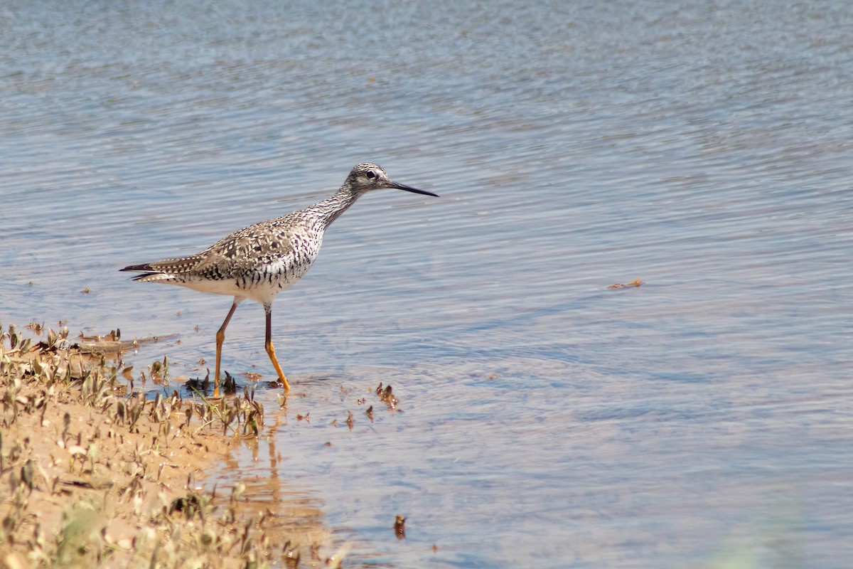 Greater Yellowlegs - ML617820871