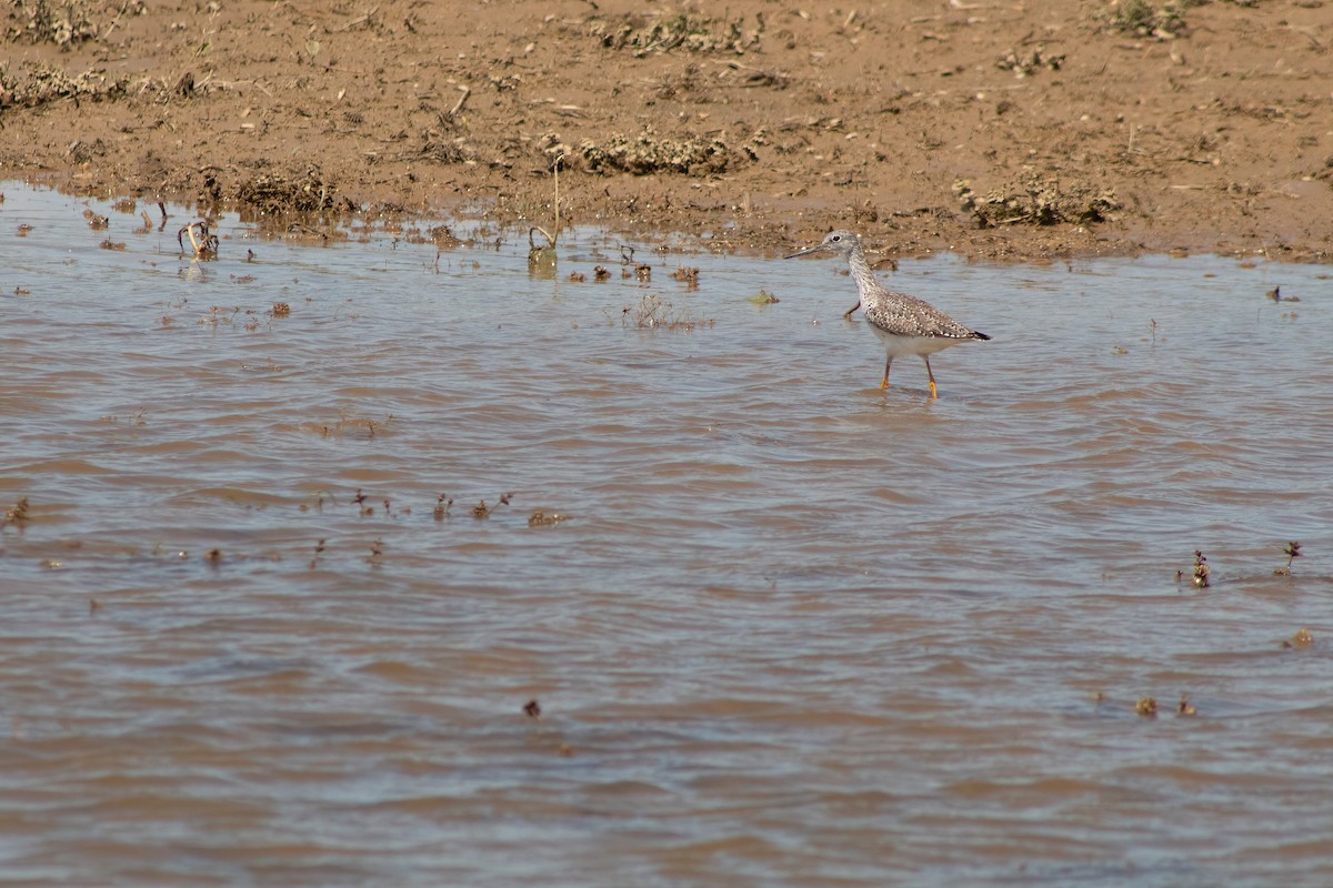 Greater Yellowlegs - ML617820872