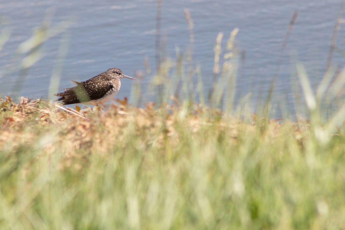 Solitary Sandpiper - ML617820881