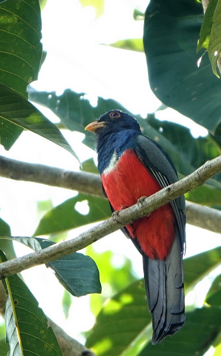 Black-tailed Trogon - Michele Reyes