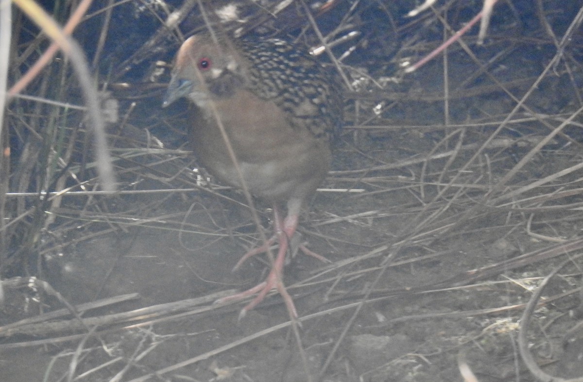 Ocellated Crake - Tomohide Cho