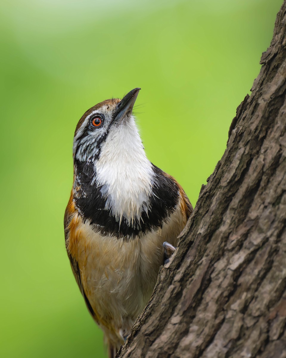 Greater Necklaced Laughingthrush - ML617820912