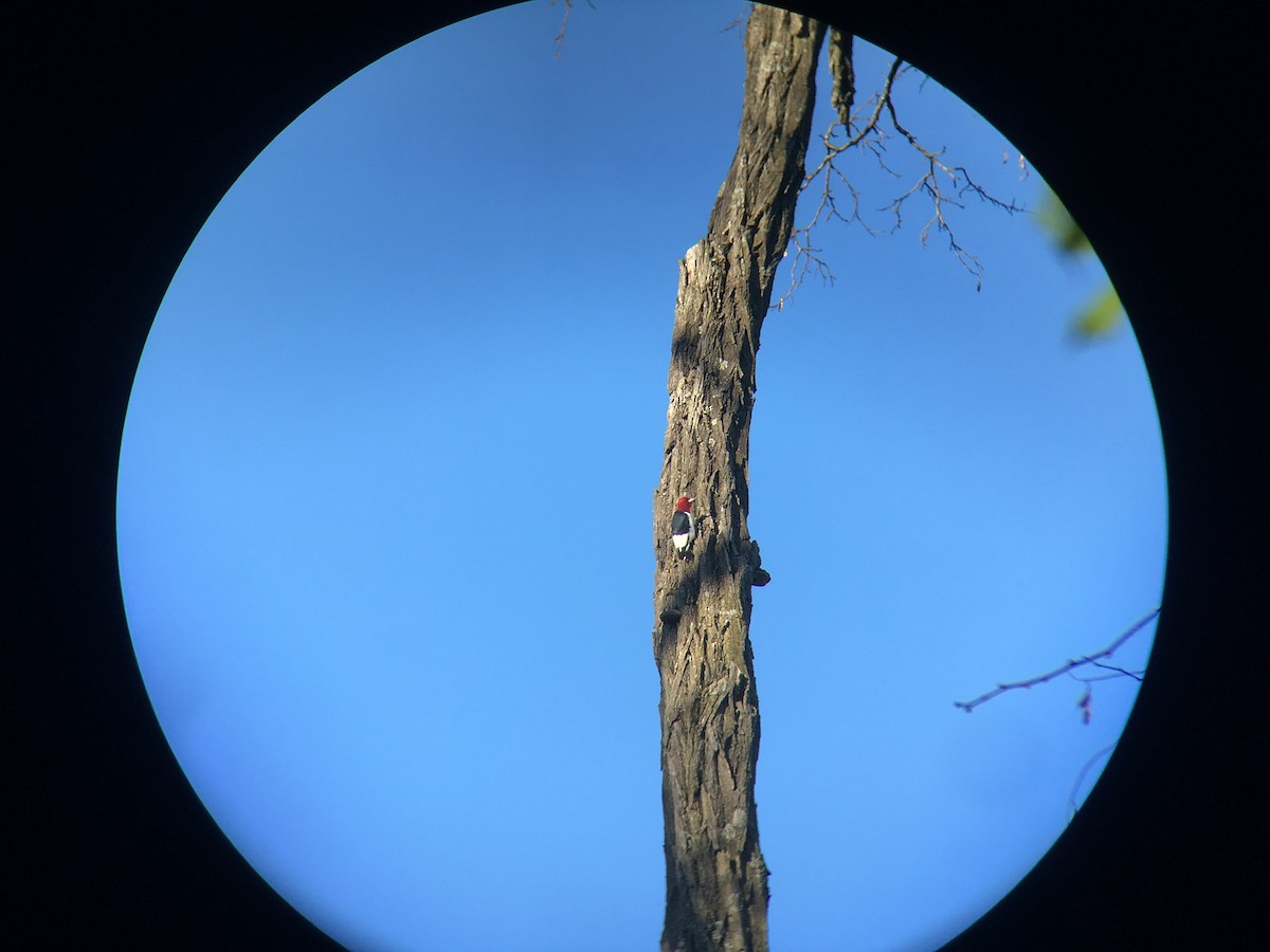 Red-headed Woodpecker - ML617820919