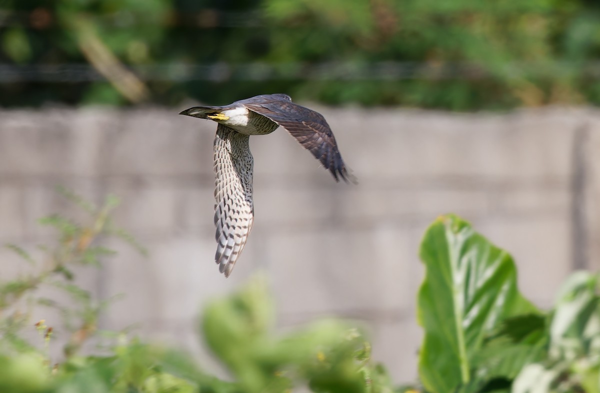 Accipiter sp. - ML617820922